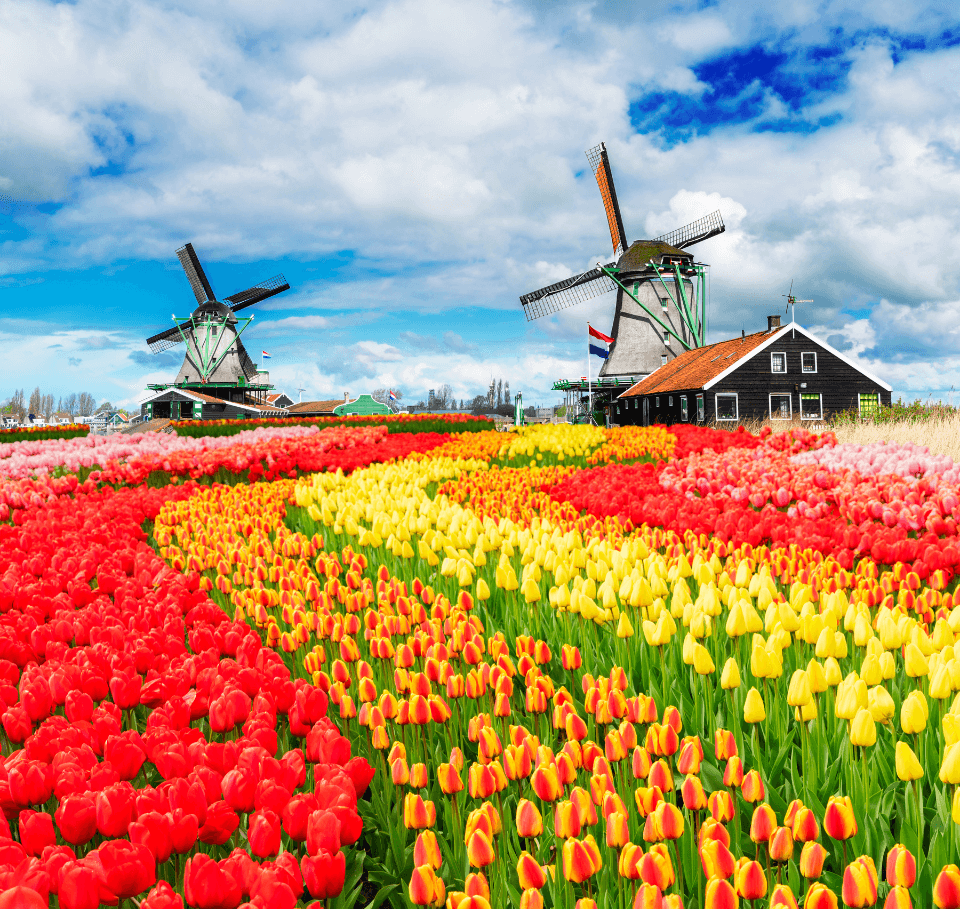 Netherlands tulip fields